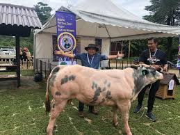 4 ternakkan kambing sudah semakin menjadi pilihan dalam kalangan rakyat malaysia. Bangkit Dari Muflis Kamarruzaman Jadi Jutawan Ternakan Media Pertanian Penternakan Usahawan Malaysia