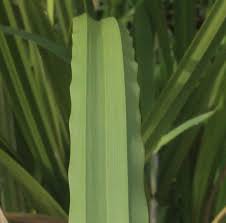 Image result for Scleria poiformis