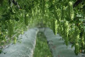 Image result for Momordica charantia