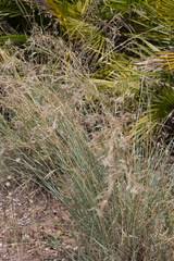 Image result for Hyparrhenia collina