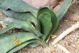 Image result for Sansevieria hyacinthoides