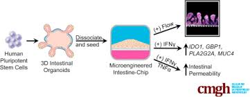 Human intestinal epithelial cell features human intestinal epithelial cells (iec) are a layer of cells that line the luminal surface of intestinal epithelium. Enhanced Utilization Of Induced Pluripotent Stem Cell Derived Human Intestinal Organoids Using Microengineered Chips Sciencedirect