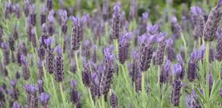 Check spelling or type a new query. U S National Arboretum