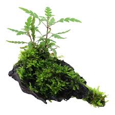 Image result for Hygrophila spiciformis