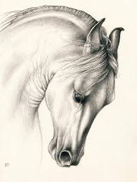 Andalusian Stallion Drawing Animal Drawings Horse Drawings Horse Art Print