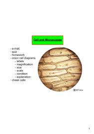 (i) from what plant did you obtain the cells? Powerpoint Lab Comparing Plant And Animal Cells