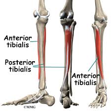 If you have shin splints, you might notice tenderness, soreness or pain along the inner side of your shinbone and mild swelling in your lower leg. Shin Splints Orthogate