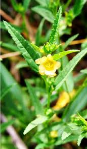 Image result for Sida acuta