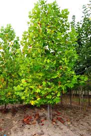 Everybody knows that you avoid trying to make bonsai out of magnolias. Tulip Poplar Tulip Tree Pyramidale Liriodendron Tulipifera Pyramidale Magnoliaceae Sms Marmara Group