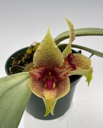 Image result for Bulbophyllum X chikukwa
