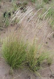 Image result for Elionurus muticus