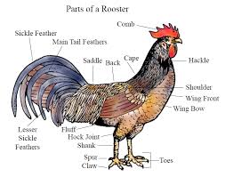 External Anatomy Of Chickens Small And Backyard Poultry