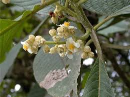 Image result for Actinidiaceae