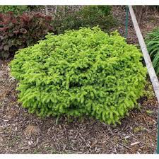 Online Orchards 1 Gal Little Gem Norway Spruce Shrub Richly Nomaintenance Dwarf Conifer Cfsp003 The Home Depot In 2021 Dwarf Conifer Dwarf Conifers Norway Spruce