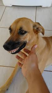 This Dog In Brazil Found Some Dentures Meme Guy
