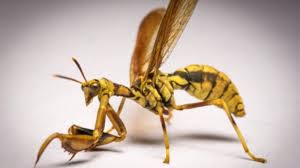All Black Bug That Looks Like A Wasp Mantidfly Looks Like Praying Mantis And Wasp Insects Aren T The Easiest Animals To Identify Sometimes We Misidentify R Praying Mantis Insects Animals Bugs