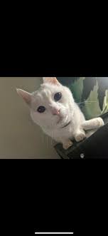 Chowder, who is deaf I must add, living his high life. How do I curb this  behavior?