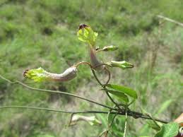 Image result for Ceropegia racemosa