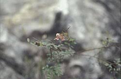 Image result for Indigofera ischnoclada