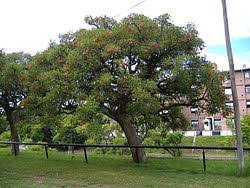 Image result for Erythrina crista-galli