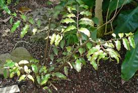 Image result for Penaeaceae