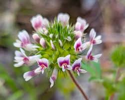 Image result for Trifolium