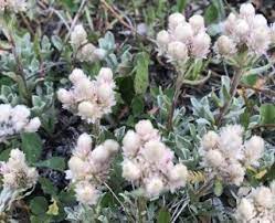 We did not find results for: White Wildflowers Colorado S Wildflowers