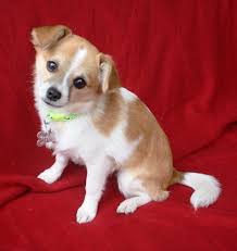 It is our driven purpose. Arizona Small Dog Rescue Reviews And Ratings Phoenix Az Donate Volunteer Review Greatnonprofits