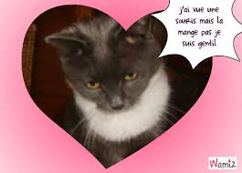 Résultat de recherche d'images pour "chaton qui mange"