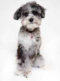 Cattle Doodle Dog Breed Health Grooming Feeding Temperament And Puppies Petguide