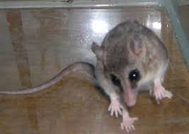 Check spelling or type a new query. Monito Del Monte Colocolo Colocolo Opossum Tasmaanse Duivel