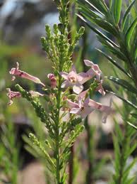 Image result for Stoebe vulgaris