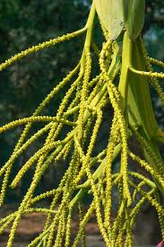 Image result for Dypsis lutescens