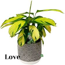 Image result for Ktenante Ctenanthe