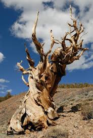 The Oldest Living Tree Tells All Weird Trees Bristlecone Pine Ancient Tree