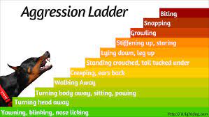 Some years ago, people believed that resource guarding could be trained out of puppies with dominance and pack leadership serious aggression in small puppies is rare and usually only occurs in puppies that are terrified, and that have been prevented from hiding. How To Tell If A Dog Is Aggressive Aggressive Dog Puppy Biting Aggressive