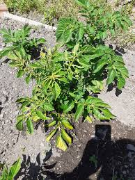The affected plants were severely stunted the begomovirus from a severely affected potato plant was sap transmitted to nicotiana benthamiana seedlings in which it induced severe leaf. What S Up With My Potatoes The Leaves Are Curling But There S No Sign Of Aphids Other Potatoes Are Healthy Allotment