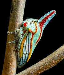 Click to see full answer besides, do leafhopper bugs bite? The Beautiful And Bizarre Treehopper Smithsonian Institution