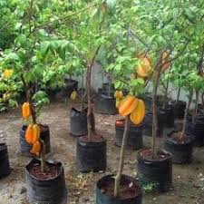 Tutorial lengkap menanam belimbing dalam pot agar berbuah besarподробнее. Jual Buah Belimbing Di Tangerang Harga Terbaru 2021