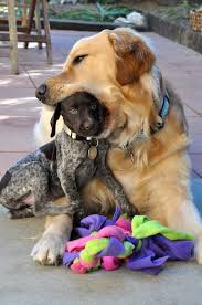 www eebphotography blogspot com smeshnye foto sobak fotografii sobak samye milye zhivotnye