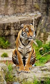 San Francisco Zoo Animals San Francisco Zoo Zoo Animals Animal Planet