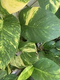 I have to go to bed early tonight because my train _ at 6 am tomorrow morning. Ask A Question Forum What Is Eating My Plant Leaves Garden Org