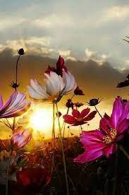 Disegni da colorare, biglietti auguri, immagini da stampare. Fiori Al Tramonto Immagini Di Fiori Bellissimi Fiori Fotografia Di Fiori