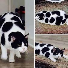 From Catsfny Follow Cats Kittens Love Fun Cok Sirin Hayvanlar Cute Kittens Sevimli Kediler