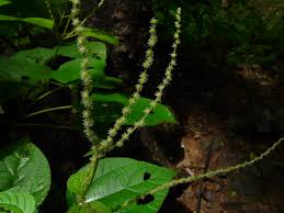 Image result for Boehmeria macrophylla