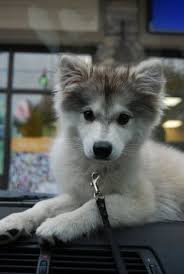 Alaskan Klee Kai Or Mini Husky Aghh Omg I Really Really Need One Of These Cok Sirin Hayvanlar Sevimli Kopek Yavrulari Sevimli Kopekler