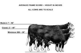 cattle frame score chart lajulak org