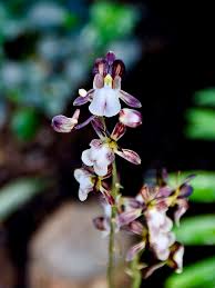 Image result for Oeceoclades saundersiana