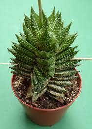 Haworthia Limifolia X Fasciata Small Succulent Plants Succulent Gardening Cacti And Succulents