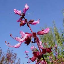 Image result for Syncolostemon